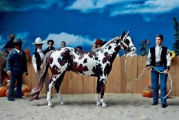 Hidalgo_showmanship_1.jpg