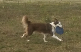 WilmaMitFrisbee1.jpg