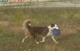 WilmaMitFrisbee2.jpg