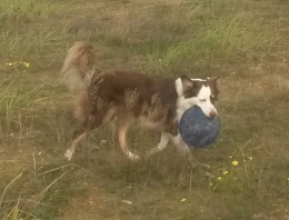WilmaMitFrisbee3.jpg