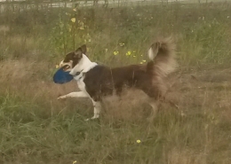 WilmaMitFrisbee4.jpg